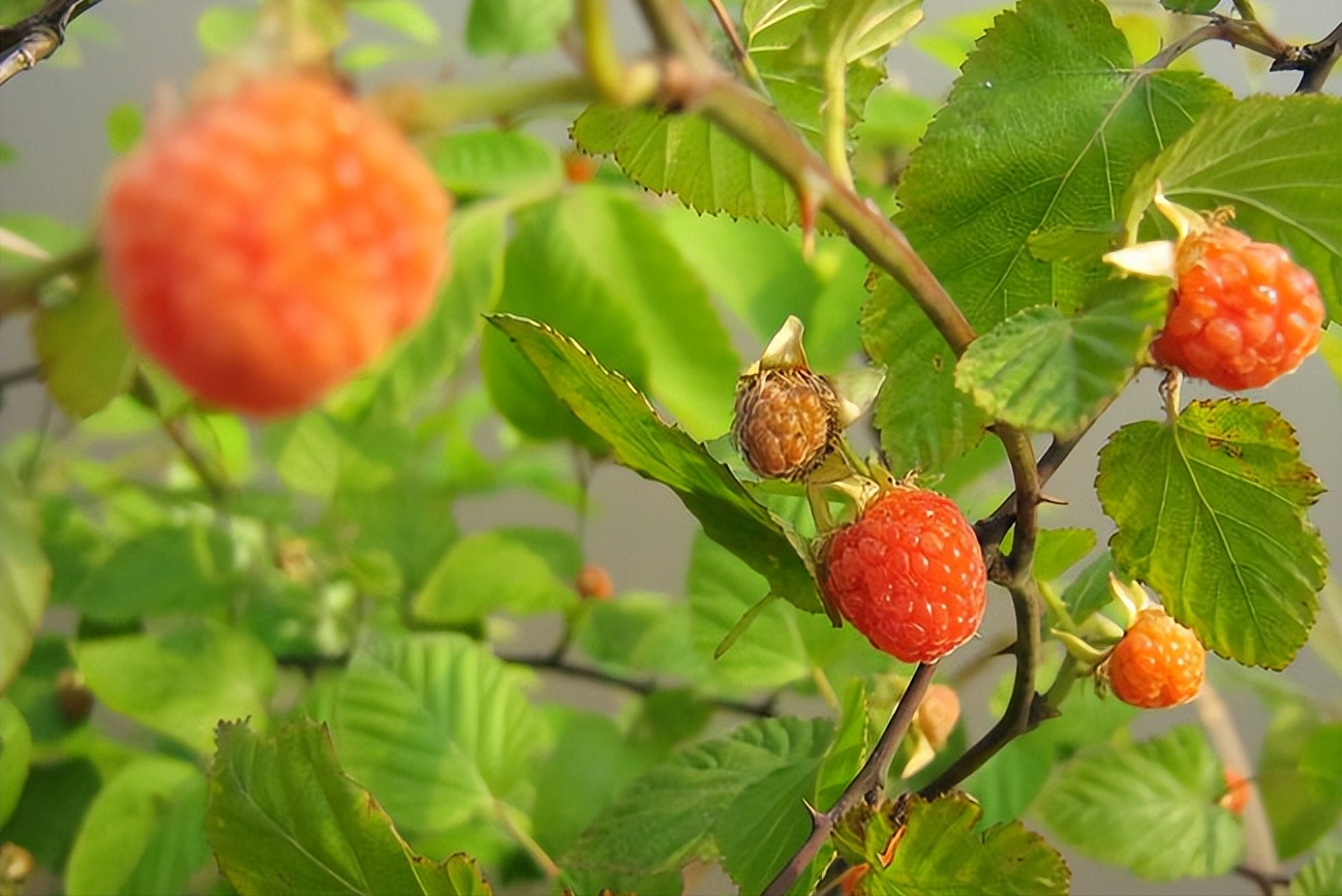 覆盆子和野草莓以及蛇泡的区别是什么？-4