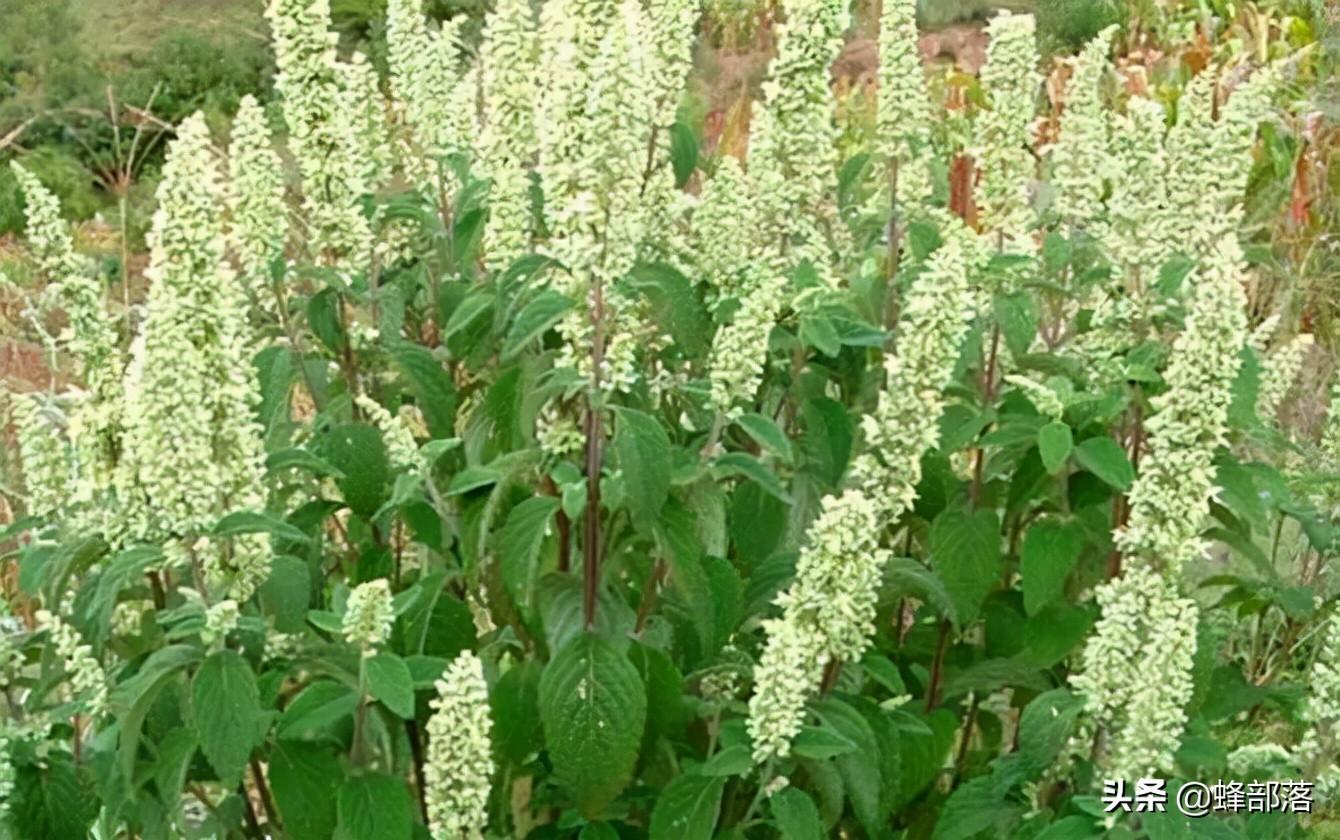 蜂王浆多少钱一斤（蜂王浆是什么东西）-4
