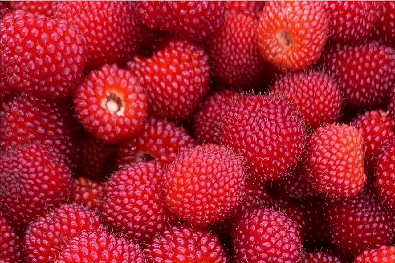 覆盆子和野草莓以及蛇泡的区别是什么？-5