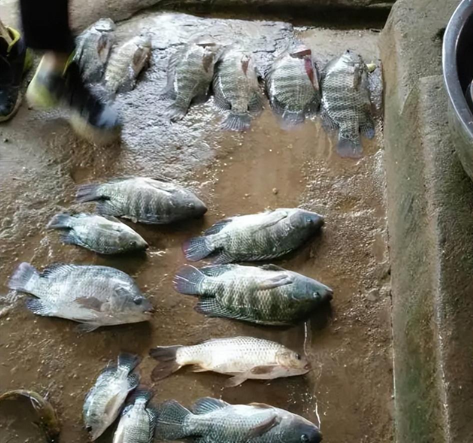 罗非鱼刺多吗（非洲鲫鱼是罗非鱼吗）-6