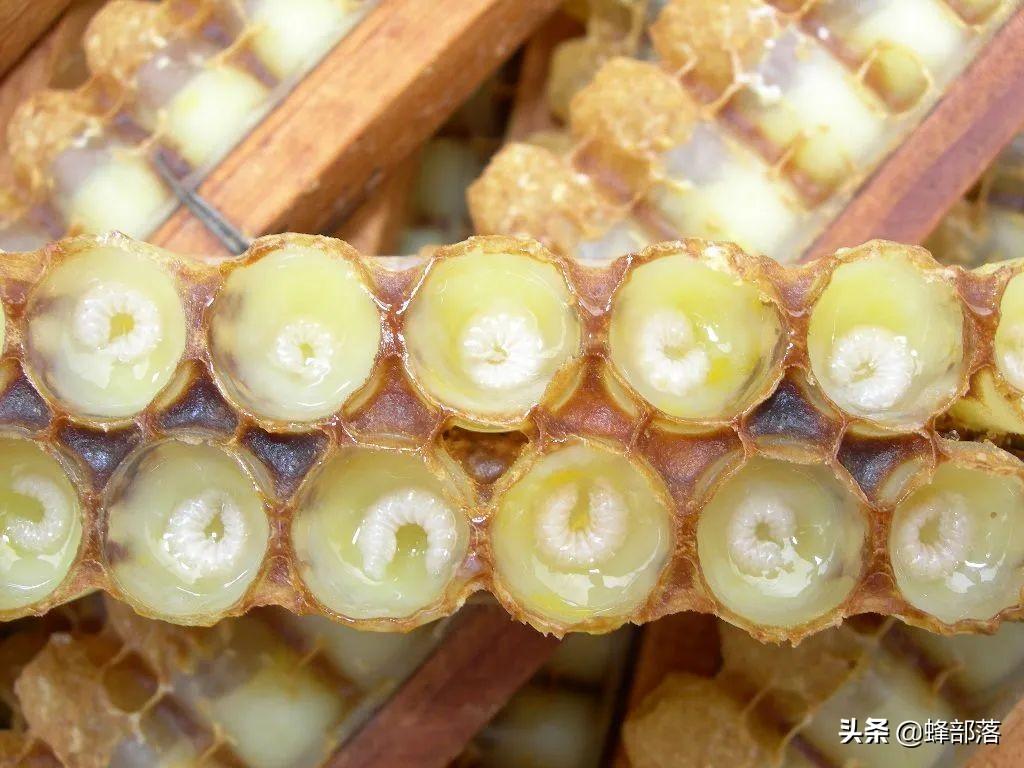 蜂王浆多少钱一斤（蜂王浆是什么东西）-2