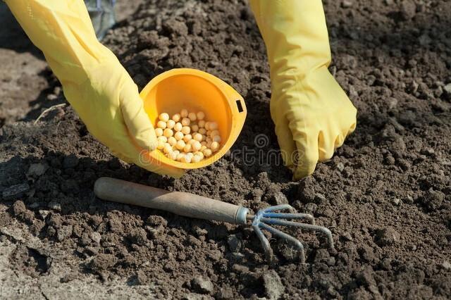 豌豆是单子叶还是双子叶植物（豌豆一般什么时候种植）-7