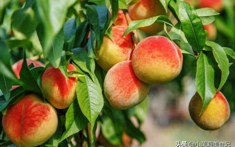 桃子能放冰箱保鲜吗（保存桃子新鲜的方法）