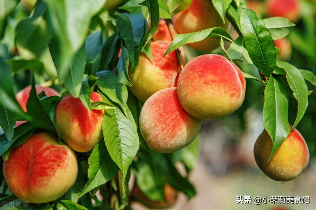 桃子能放冰箱保鲜吗（保存桃子新鲜的方法）-1