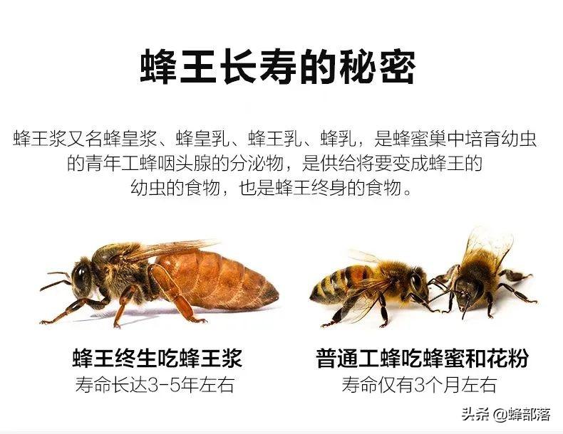 蜂王浆多少钱一斤（蜂王浆是什么东西）-3