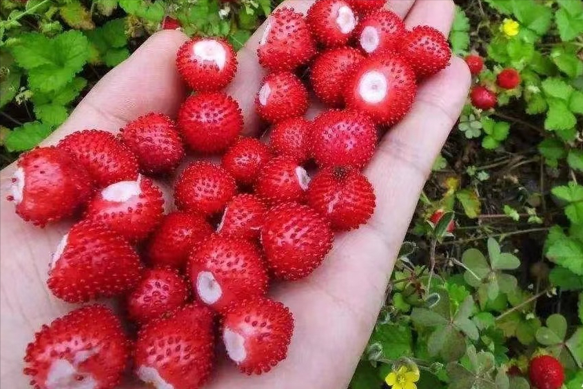 覆盆子和野草莓以及蛇泡的区别是什么？-2