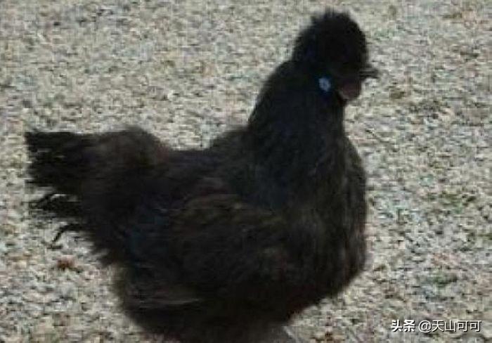 乌鸡和普通鸡的区别（详细对比）-2