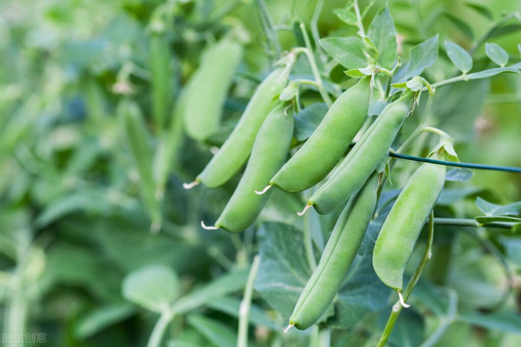 豌豆是单子叶还是双子叶植物（豌豆一般什么时候种植）-1