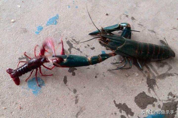 小龙虾能长多大（澳洲淡水小龙虾能长多大）-6