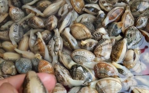 花甲是淡水还是海水（花甲是海鲜吗）