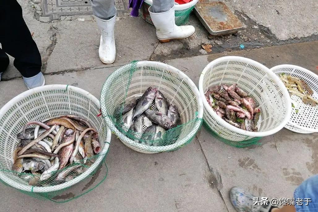 好吃不贵的海鲜种类（价格实惠的海鲜有哪些）-20