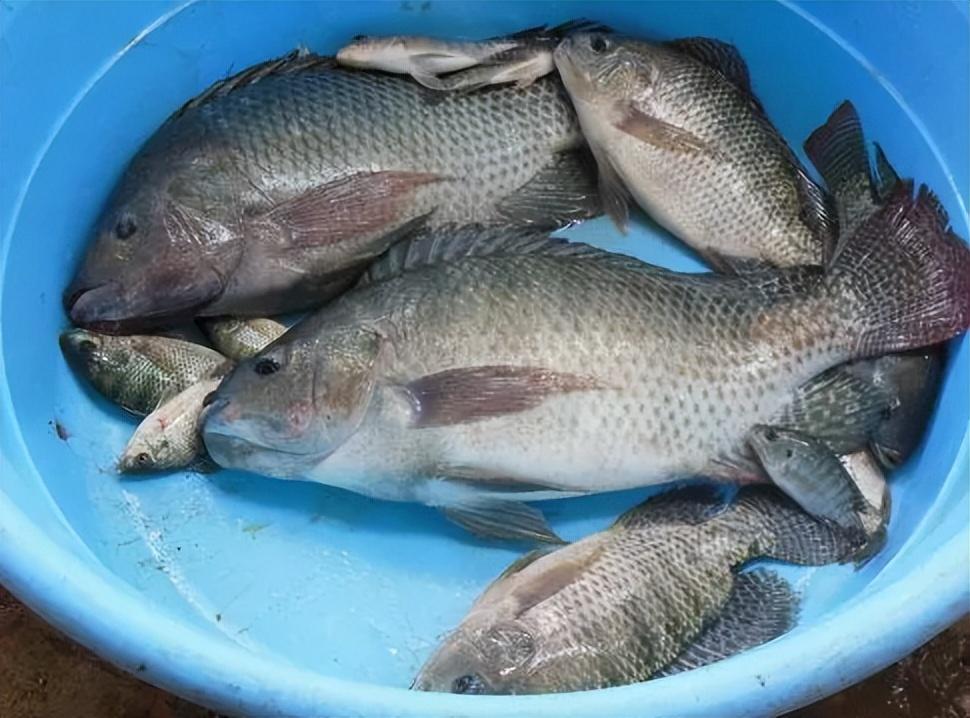 罗非鱼刺多吗（非洲鲫鱼是罗非鱼吗）-1