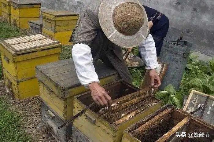 蜂王浆多少钱一斤（蜂王浆是什么东西）-5