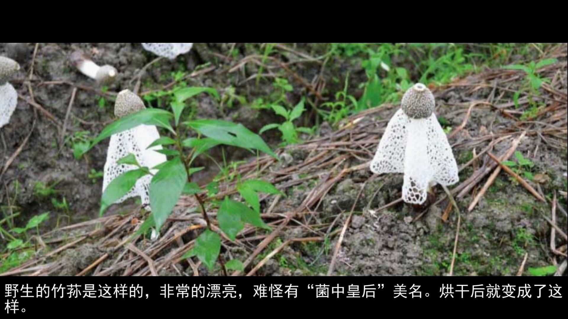 竹荪要去掉哪些东西（家里泡发竹荪的方法）-4