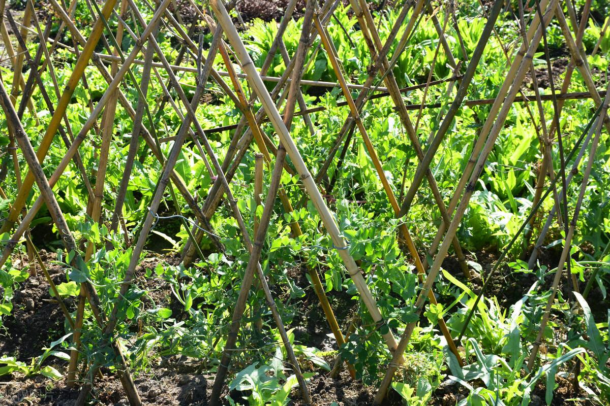 荷兰豆老了就是豌豆吗（荷兰豆与豌豆是一种吗）-2