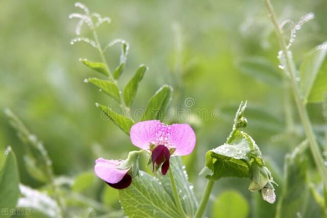 豌豆是单子叶还是双子叶植物（豌豆一般什么时候种植）-2