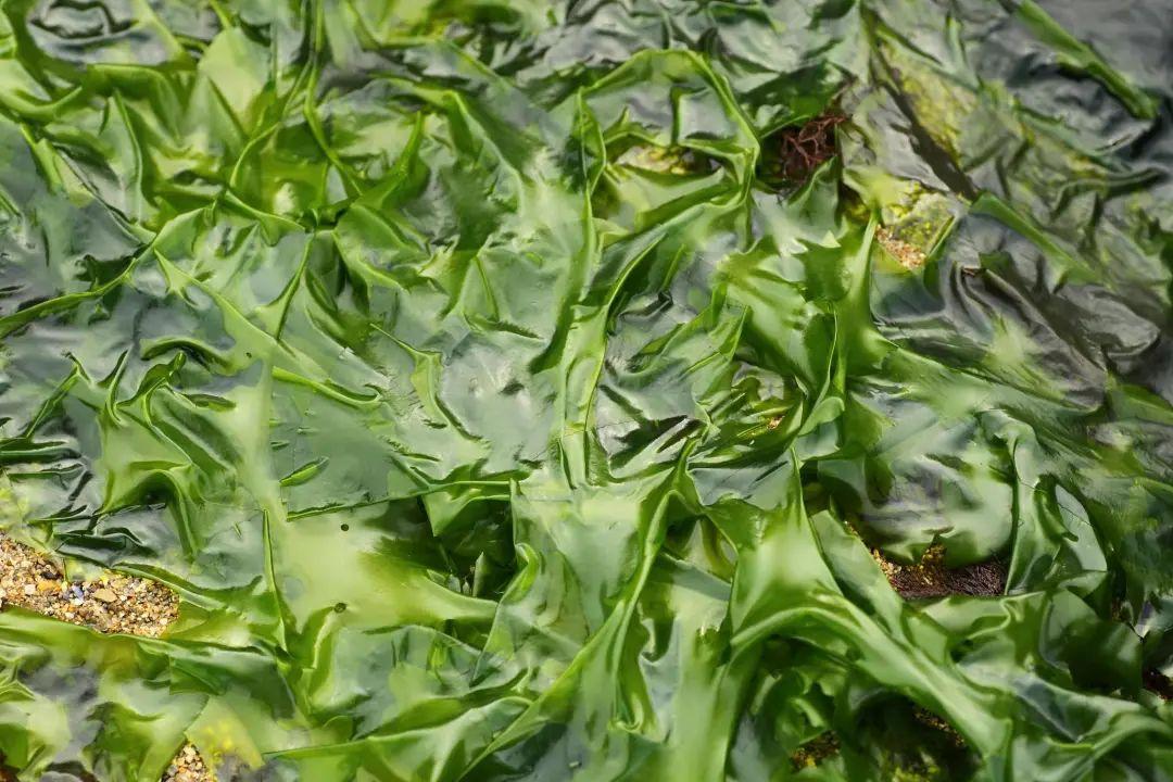 裙带菜的别名叫什么（裙带菜和海带的区别）-2