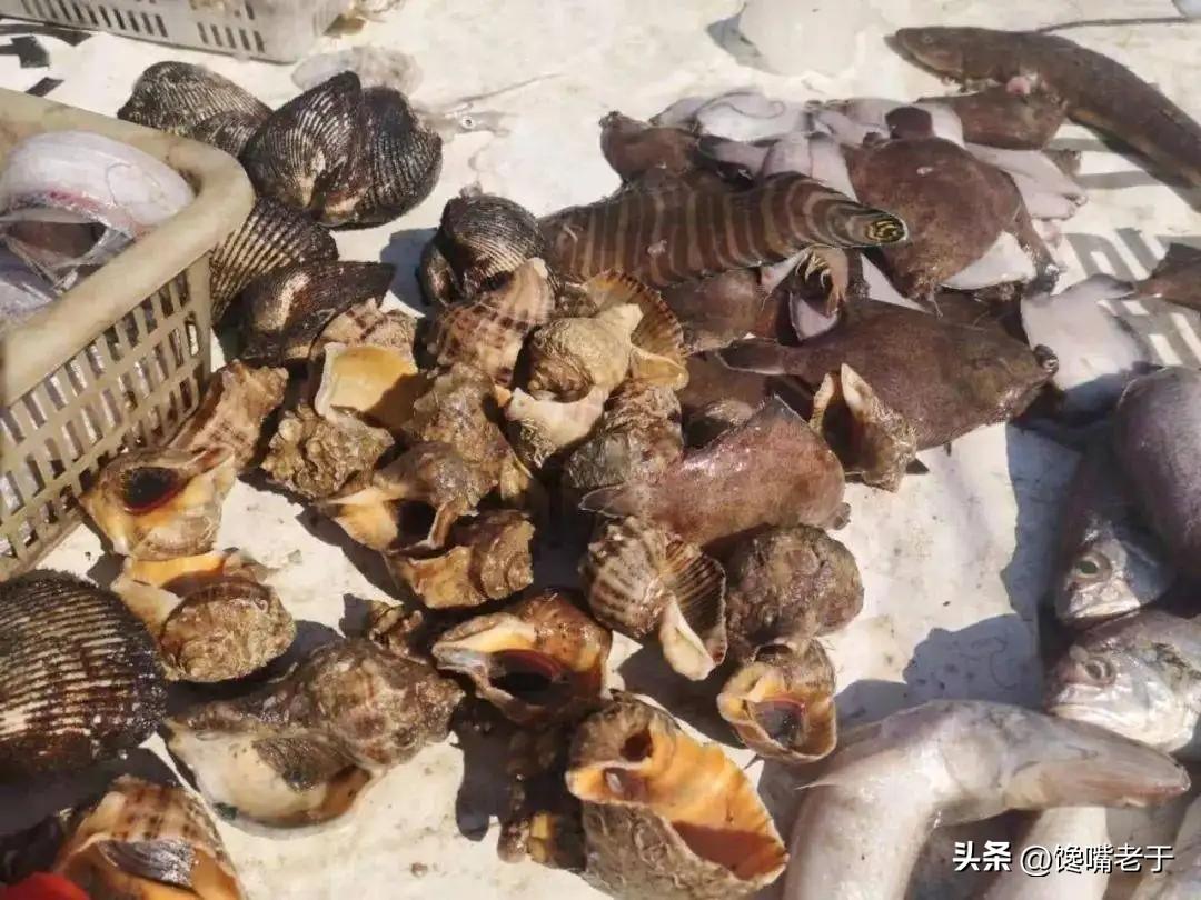 好吃不贵的海鲜种类（价格实惠的海鲜有哪些）-3