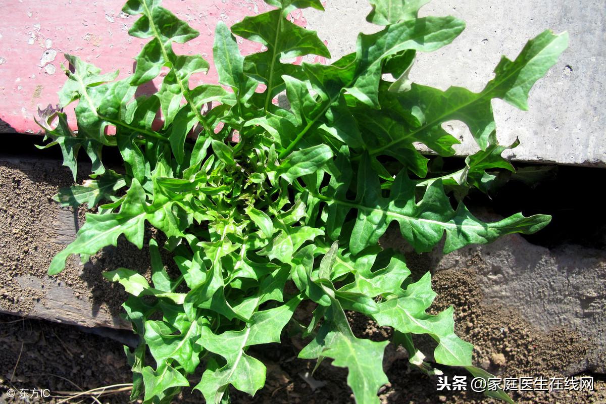 马齿苋几月份长出来（常见的野菜有哪些）-1