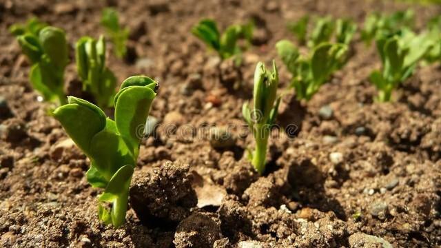 豌豆是单子叶还是双子叶植物（豌豆一般什么时候种植）-10