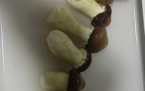 松茸要煮多久可以吃（松茸汤的做法教学）