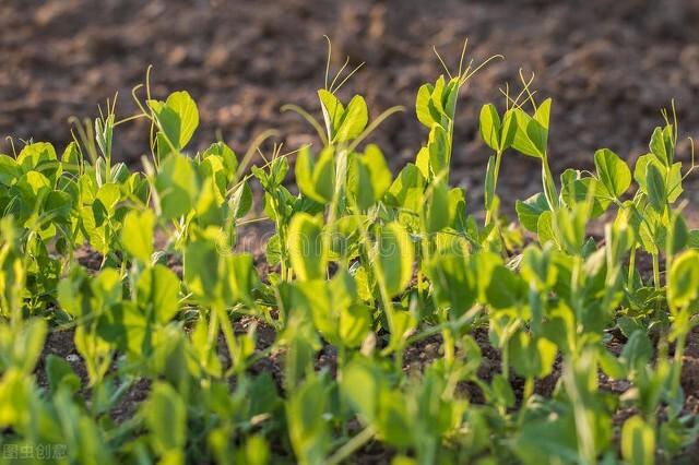 豌豆是单子叶还是双子叶植物（豌豆一般什么时候种植）-3