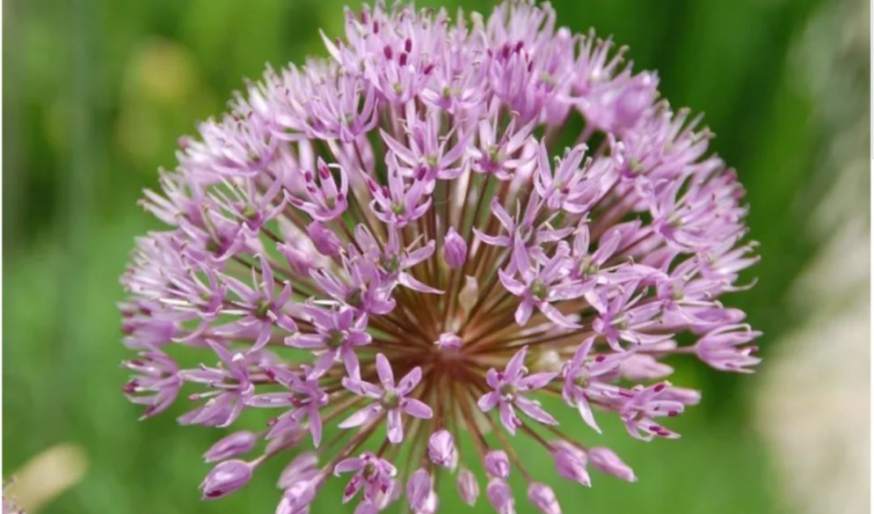 青蒜、蒜黄、蒜毫和蒜薹的区别是什么？-9