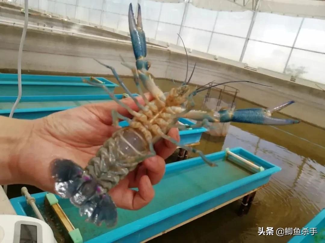 小龙虾能长多大（澳洲淡水小龙虾能长多大）-7
