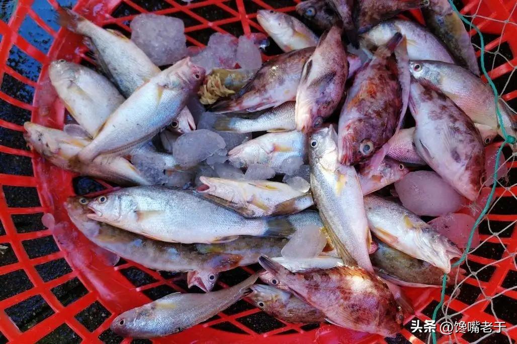 好吃不贵的海鲜种类（价格实惠的海鲜有哪些）-22