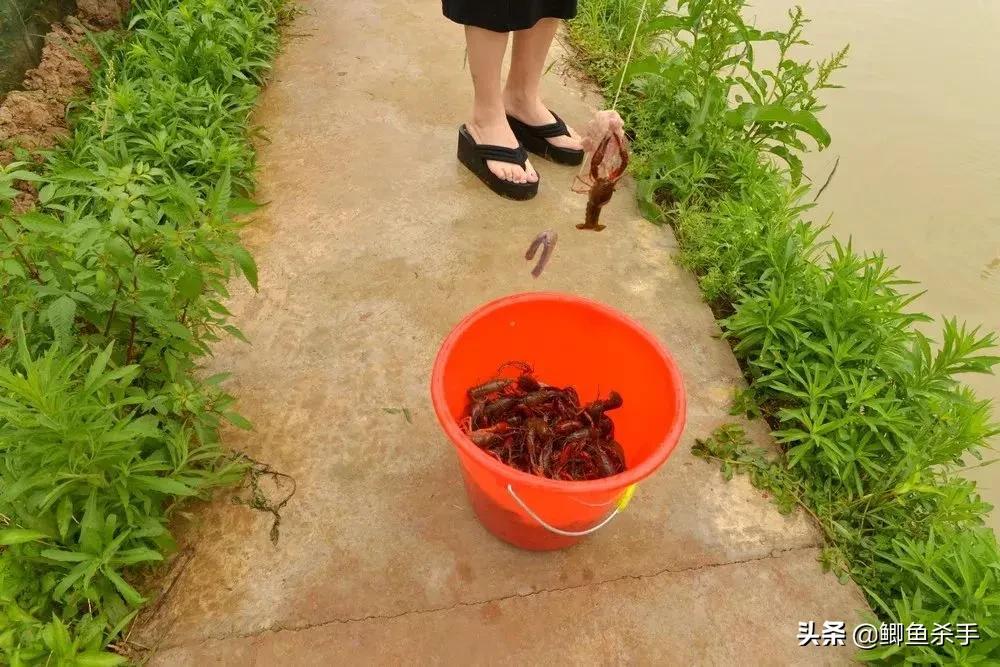 小龙虾能长多大（澳洲淡水小龙虾能长多大）-1