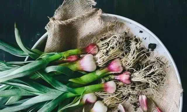 青蒜、蒜黄、蒜毫和蒜薹的区别是什么？-6