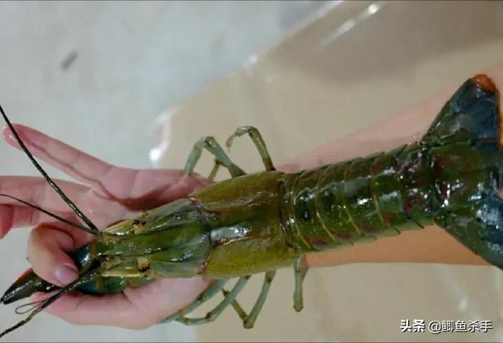 小龙虾能长多大（澳洲淡水小龙虾能长多大）-2