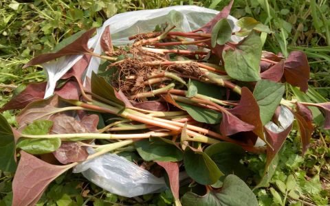 蕨菜什么时候长出来（春季的野菜有哪些）