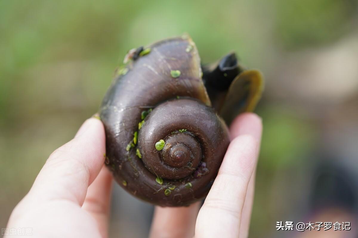田螺的家常做法大全（酿田螺怎么做好吃）-1