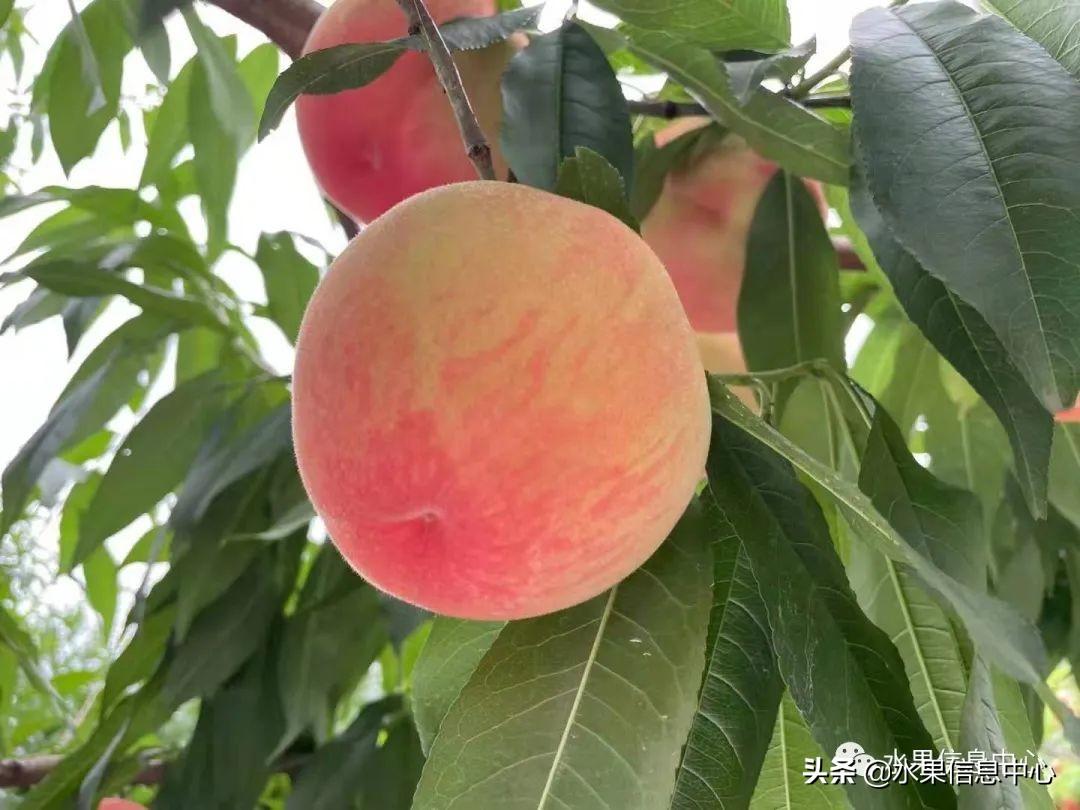 水蜜桃什么时候上市（水蜜桃最出名的产地是哪里）-18