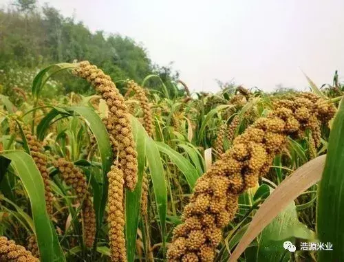 小米跟大米的区别是什么？-3