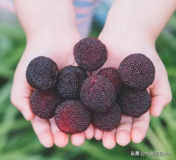 哪里的杨梅最有名最好吃（杨梅哪里最有名好吃）-7