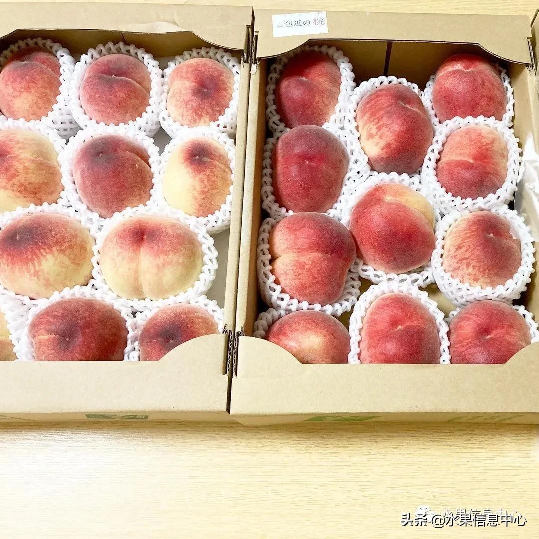 水蜜桃什么时候上市（水蜜桃最出名的产地是哪里）-32