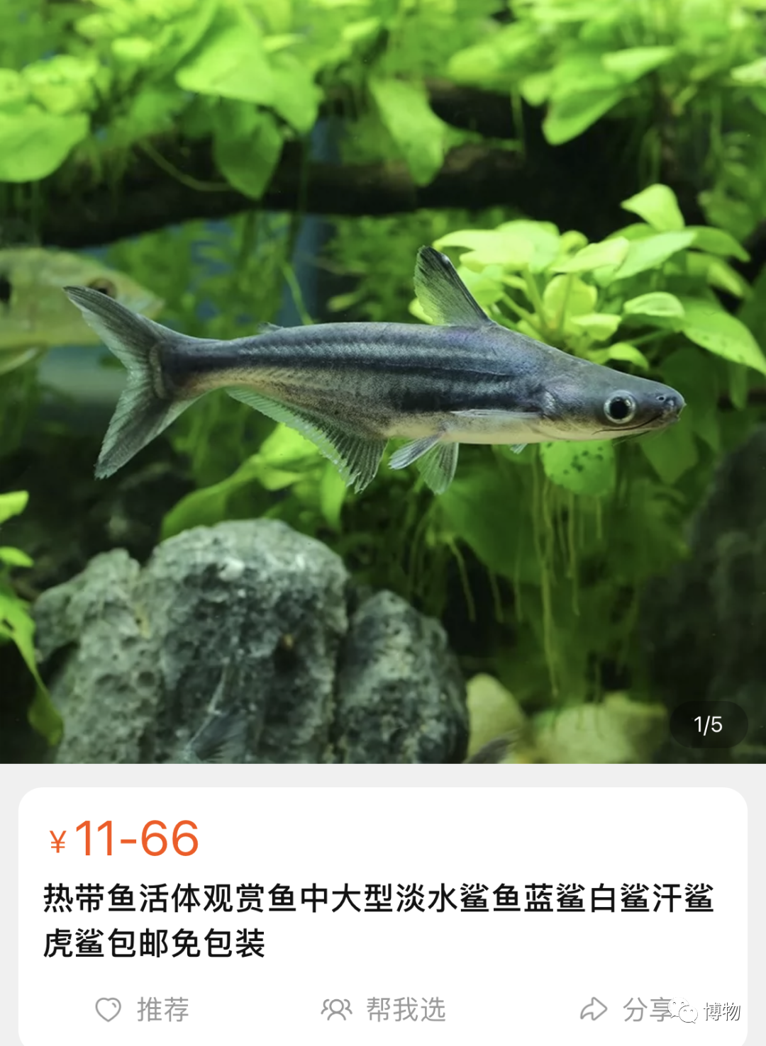 巴沙鱼是鲶鱼吗（巴沙鱼为什么那么便宜）-6