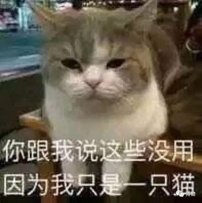 巴沙鱼是鲶鱼吗（巴沙鱼为什么那么便宜）-7