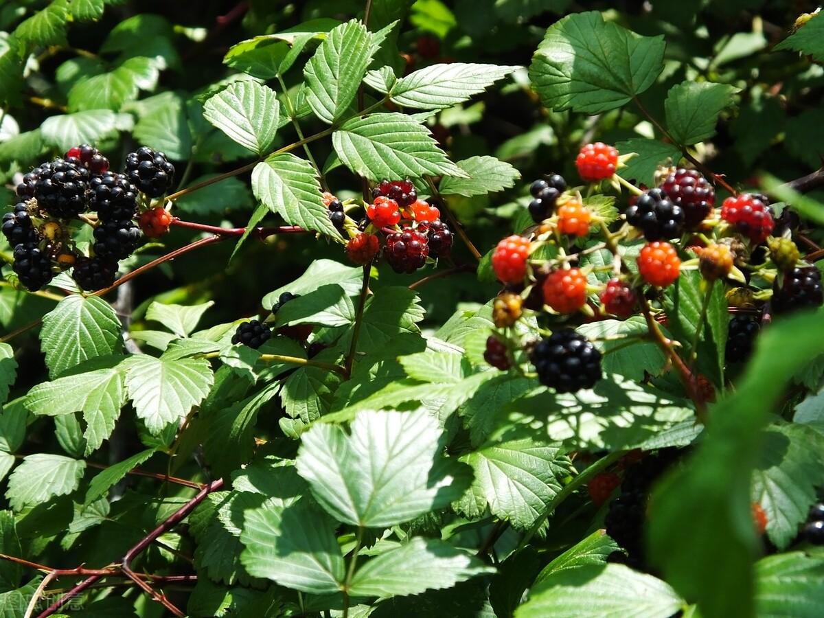 树莓是什么水果（牛奶泡是什么植物）-10