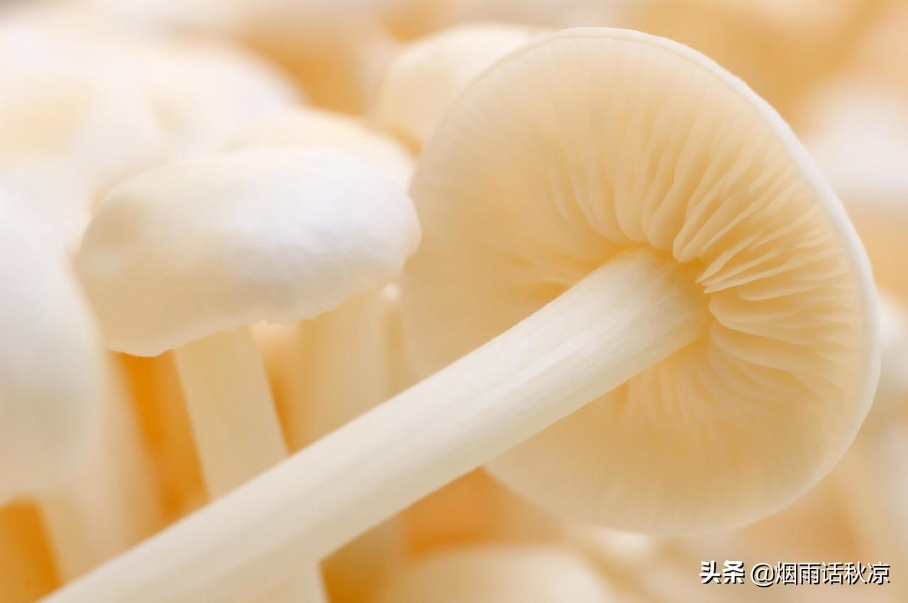 金针菇怎么保存新鲜不烂（金针菇的家常保鲜方法）-1