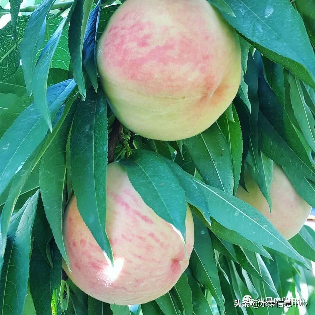 水蜜桃什么时候上市（水蜜桃最出名的产地是哪里）-21