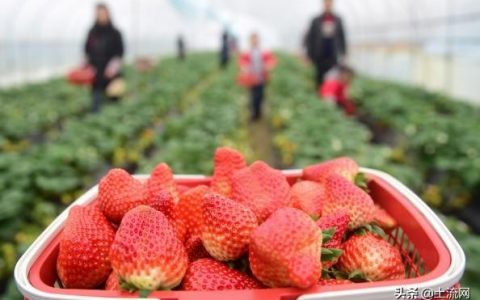 自己种的草莓为什么是酸的呢？