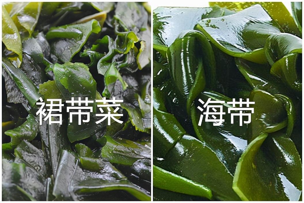 裙带菜好吃还是海带好吃？有什么区别？-1
