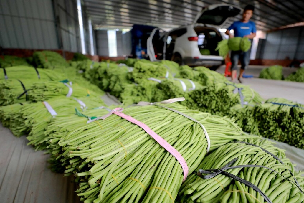 豆角炒虾仁的做法窍门（紫色的豇豆和绿色的一样吗）-5