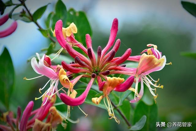 金银花为什么花有两种颜色（金银花红色和白色区别）-4