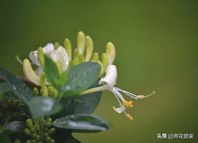 金银花为什么花有两种颜色（金银花红色和白色区别）-5