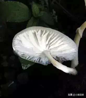 蘑菇是怎么生长出来的（蘑菇的相关知识科普）-3