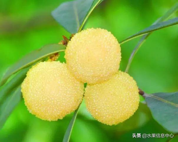 杨梅哪些地方的比较有名（杨梅是哪里特产）-20